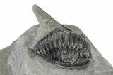 Detailed Cornuproetus Trilobite Fossil - Morocco #245261-1